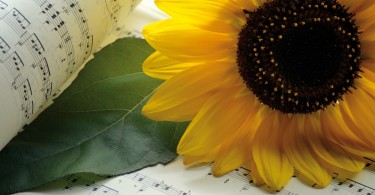 3_tournesol